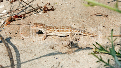 Lizard on the sand