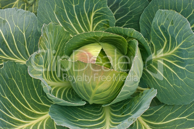 Cabbage in the garden