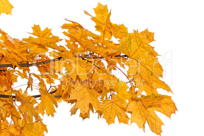 Yellow maple leaves isolated