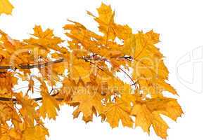 Yellow maple leaves isolated