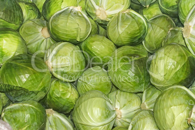 Heap of cabbage heads