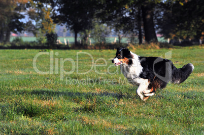 Australian Shepherd