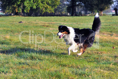 Australian Shepherd