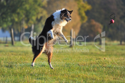 Australian Shepherd