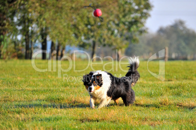 Australian Shepherd