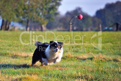 Australian Shepherd