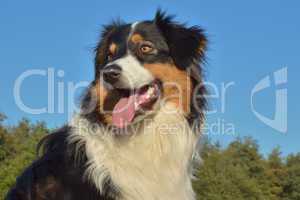 Australian Shepherd