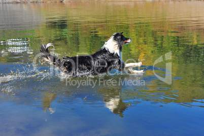 Australian Shepherd