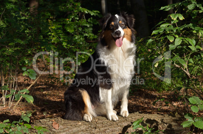 Australian Shepherd