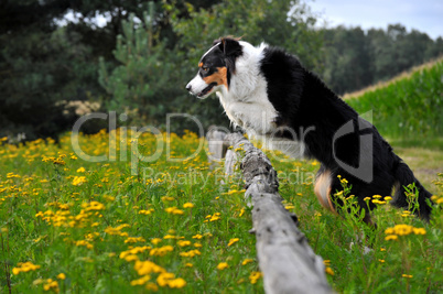 Australian Shepherd