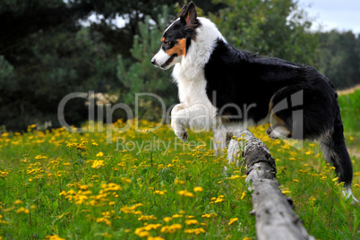 Australian Shepherd