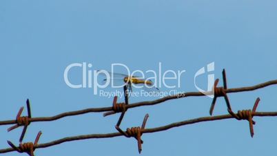 Sky and barbed wire
