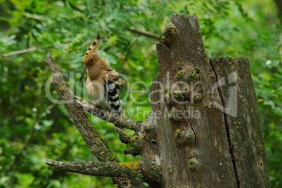 Hoopoe