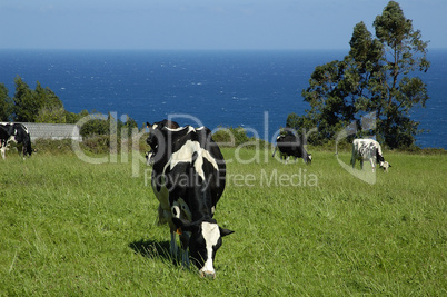 Cow near the sea