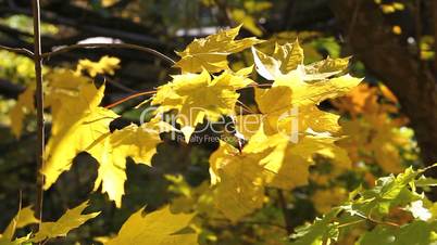 leaves of maple