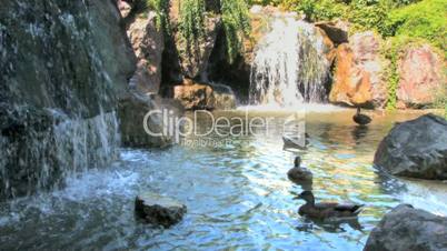 Waterfall and Ducks