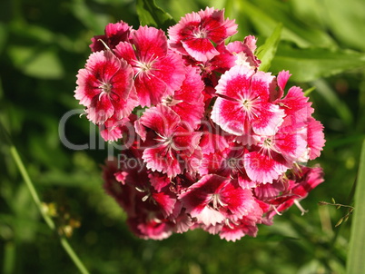 Bartnelke / Dianthus barbatus