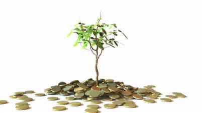 Little Money Tree