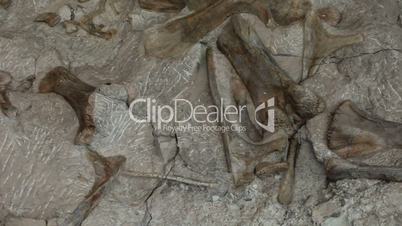 Fossils Dinosaur National Monument Vernal Utah P HD  0276