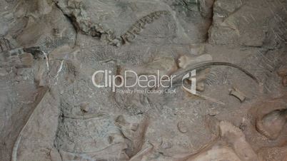 Dinosaur National Monument fossil wall pan P HD 0280