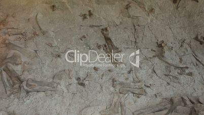 Dinosaur National Monument fossil wall P HD 0285