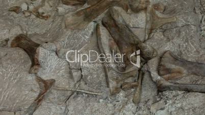 Dinosaur National Monument fossil pan P HD 0275