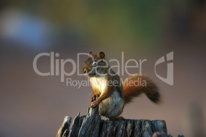 Alert Red Squirrel on Old Weathered Tree Stump
