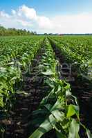 Rows of Organic Corn Under a Cloudy Blue Sky
