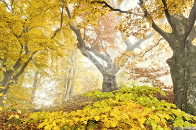 yellow autumn forest