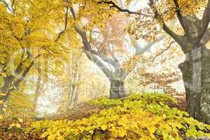 yellow autumn forest