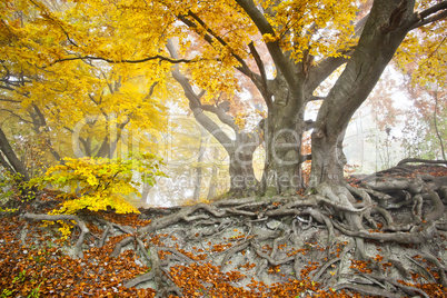 yellow autumn forest