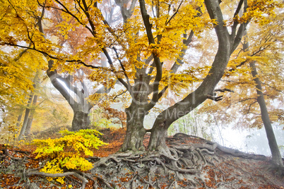 yellow autumn forest