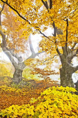 yellow autumn forest