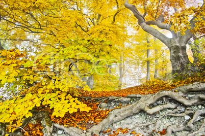 yellow autumn forest