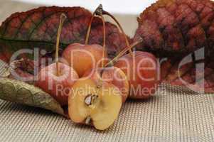 Zieräpfel und Herbstlaub