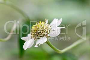Oxeye daisy (Leucanthemum vulgare) ,margerite