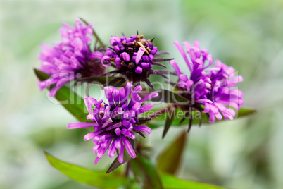 Focused on blooming thyme flowers growing in a garden