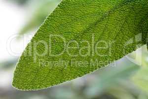 Wood Sage - Teucrium scorodonia