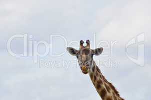 giraffe