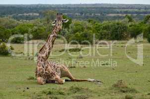 giraffe