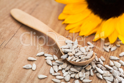 Sonnenblumenkerne - Sunflower Seed