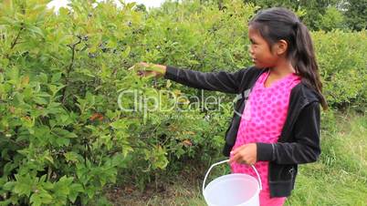 Asian Girl Picking Blueberries