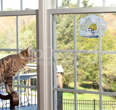 Cat watching bird on feeder