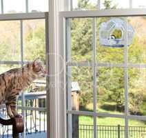 Cat watching bird on feeder