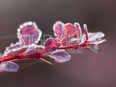 Berberis bush on frosty morning