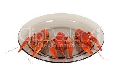 Boiled crawfish on glass plate