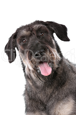 giant schnauzer