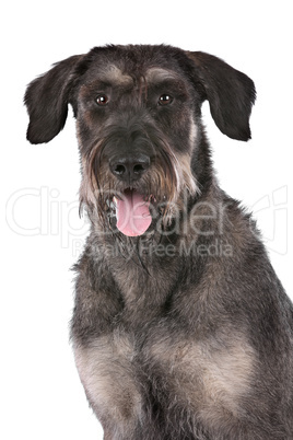 giant schnauzer