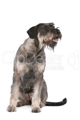 giant schnauzer