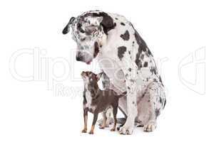 great dane harlequin and a Chihuahua